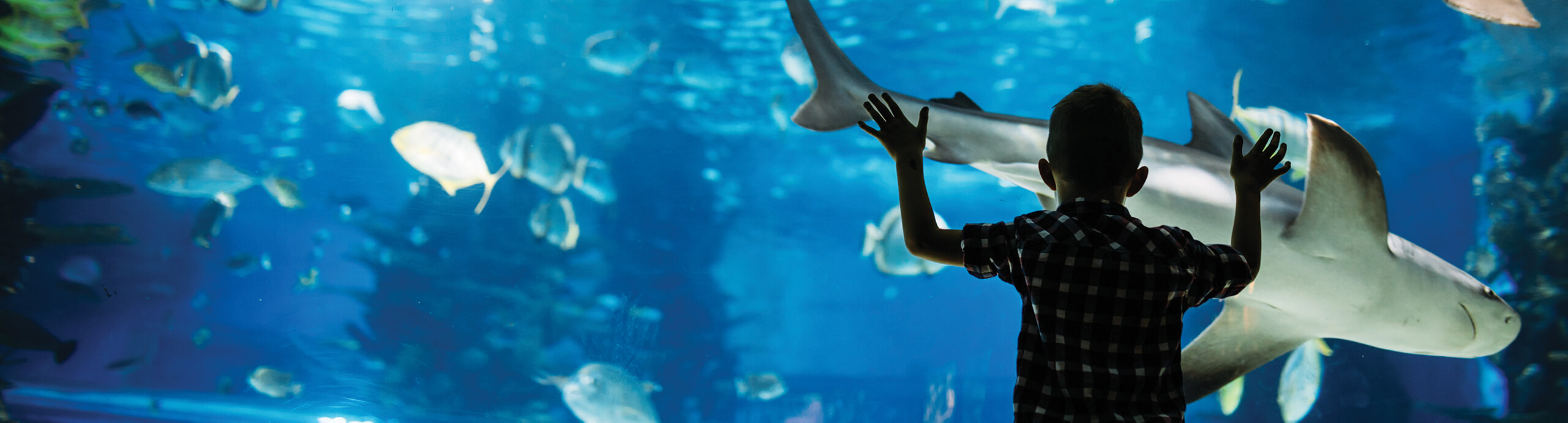 动物园和水族馆