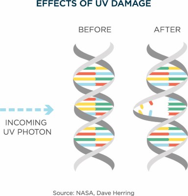 uv-damage-rna-graphic