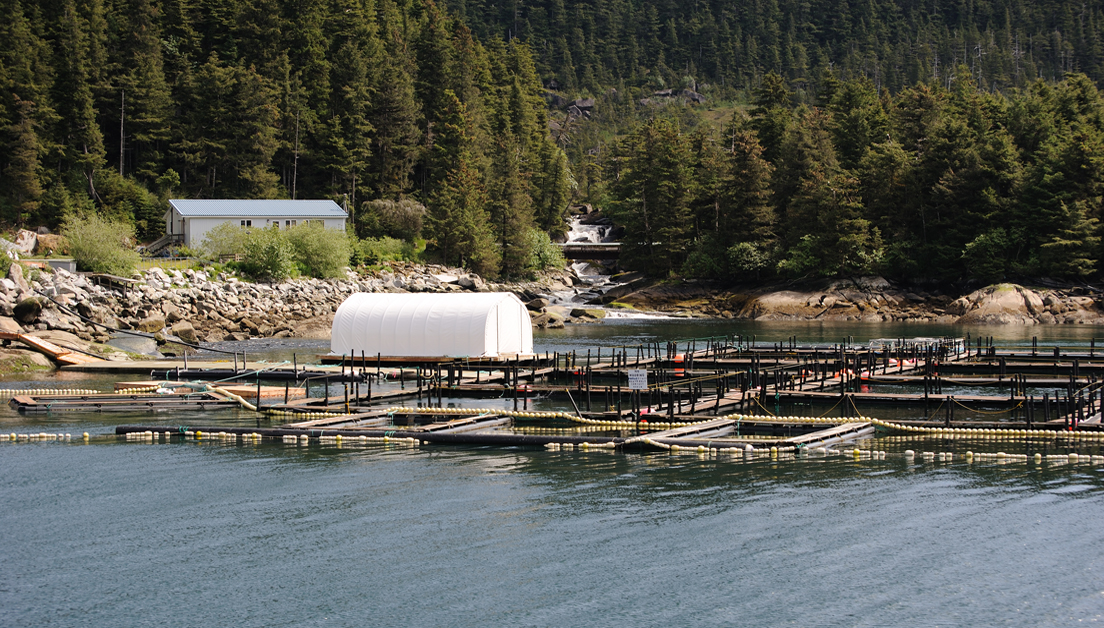 Fish Hatchery Protects Against Waterborne Infection and Disease